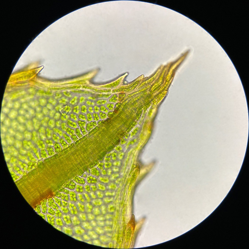 Mnium spinulosum